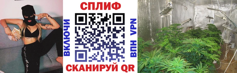 Бошки марихуана сатива omg ссылки Махачкала дарнет шоп